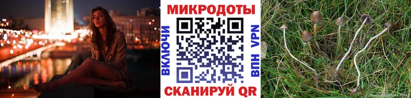 Купить  Берёзовский  Галлюциногенные грибы мицелий 